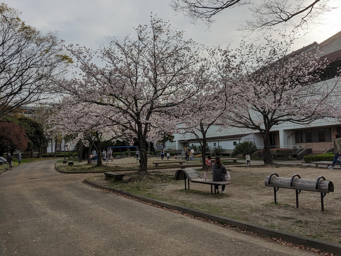 市立体育館20240405（桜）