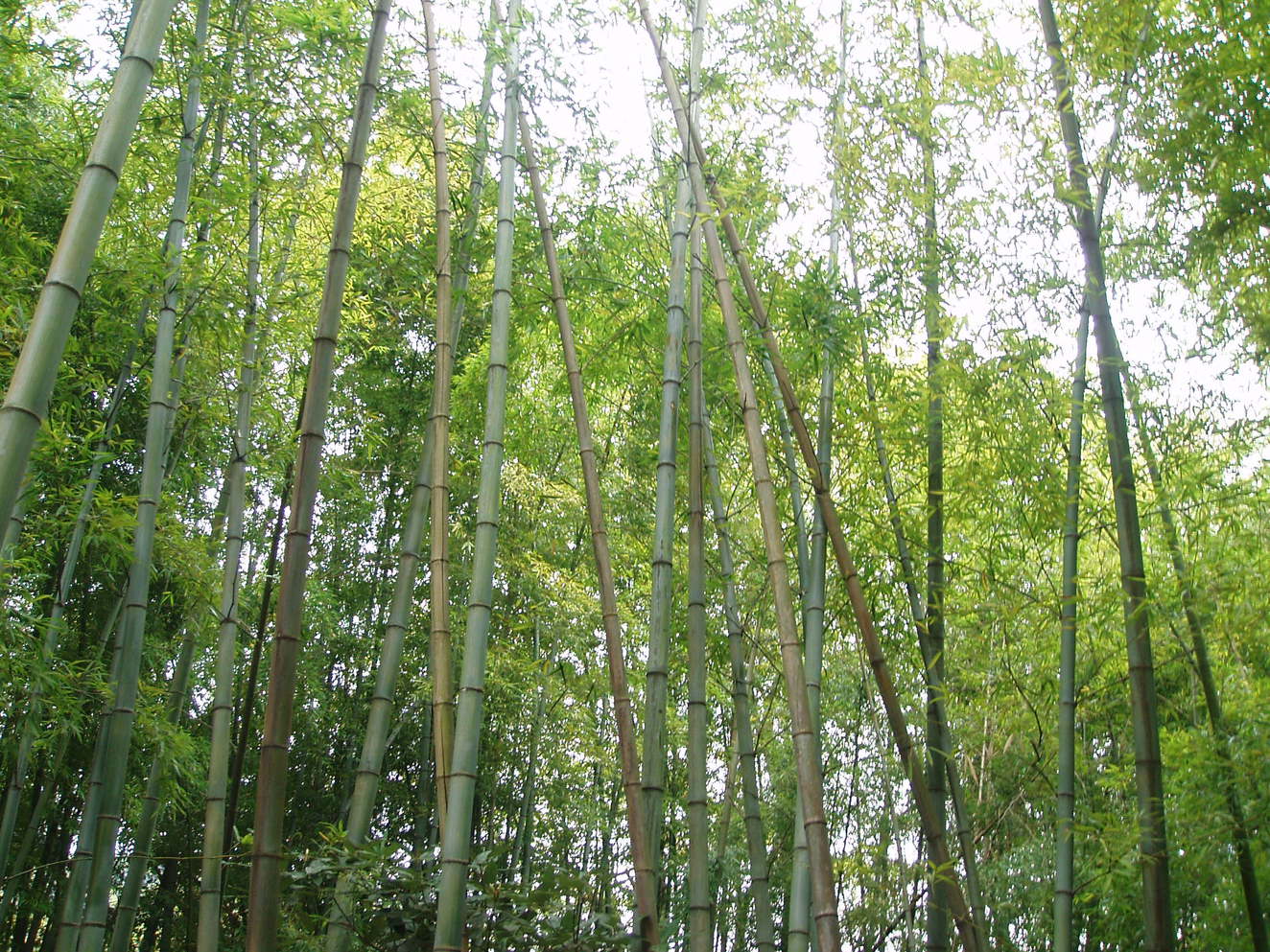 当館内の竹林