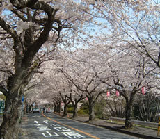 サクラ伊豆高原