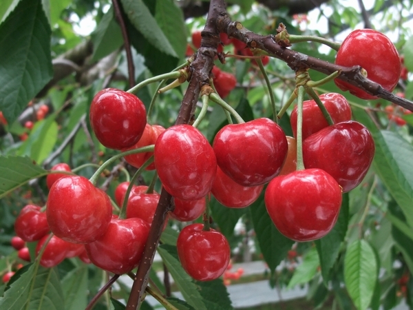 赤い宝石サクランボ