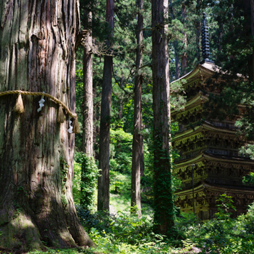 *羽黒山神社／巨杉の老木と五重塔が神秘的。当館よりお車で約45分