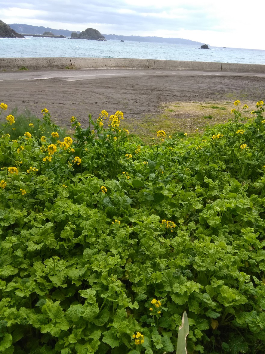 海の菜の花