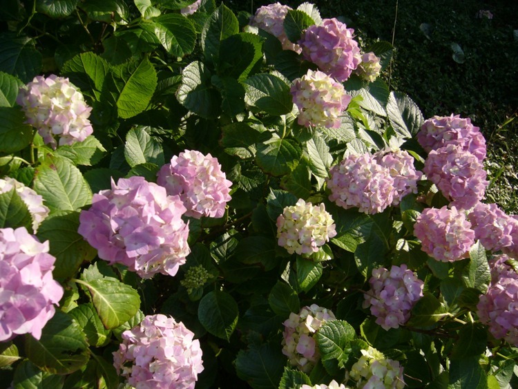 紫陽花全景