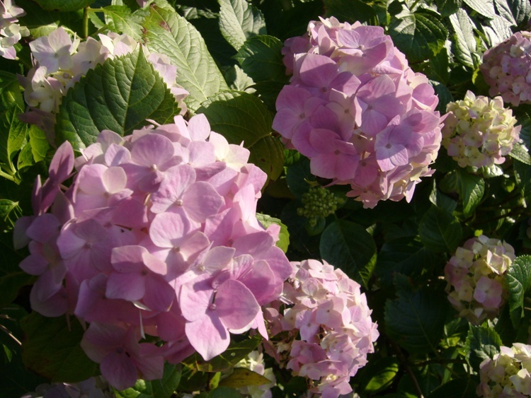 紫陽花