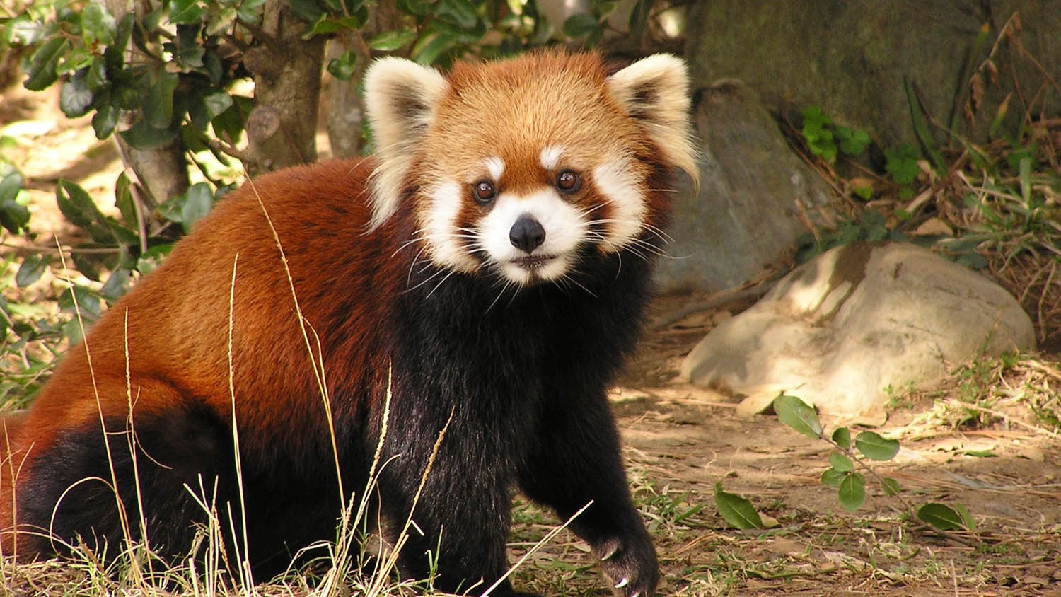 周辺施設宮崎市フェニックス自然動物園