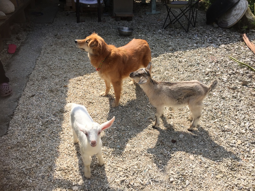 犬と子ヤギ