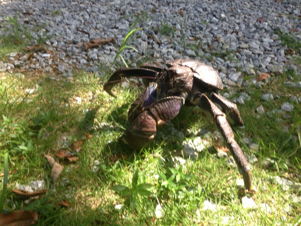 宿周辺で見られる生き物ヤシガニ