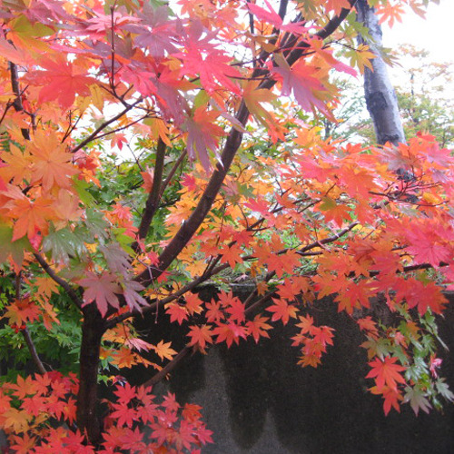 *中庭/紅葉の季節には中庭の木々も鮮やかな秋色に染まります。