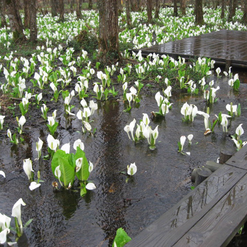 *刺巻湿原ミズバショウ群生地/ＪＲ田沢湖線の刺巻駅より徒歩15分。湿地帯一面に白く花が咲き誇ります。