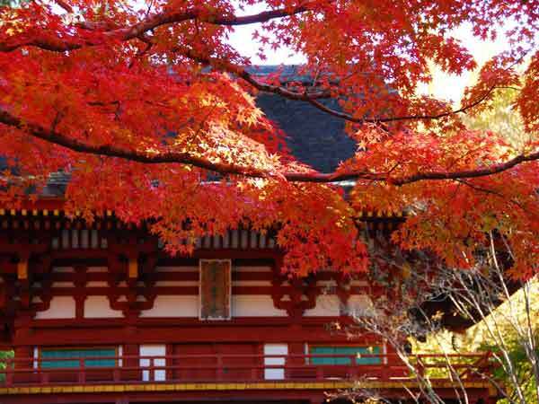 室生寺の紅葉