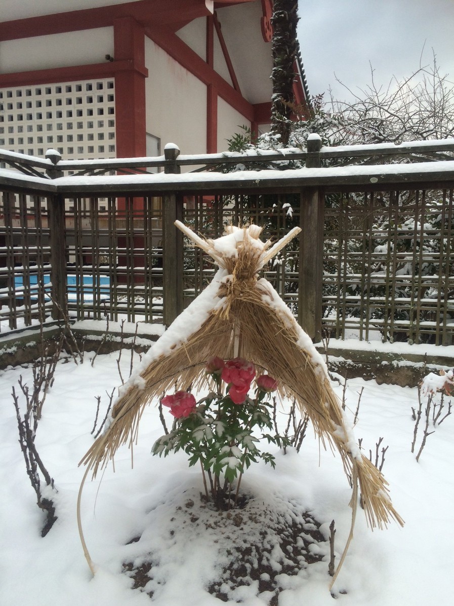 雪の中の寒牡丹その２