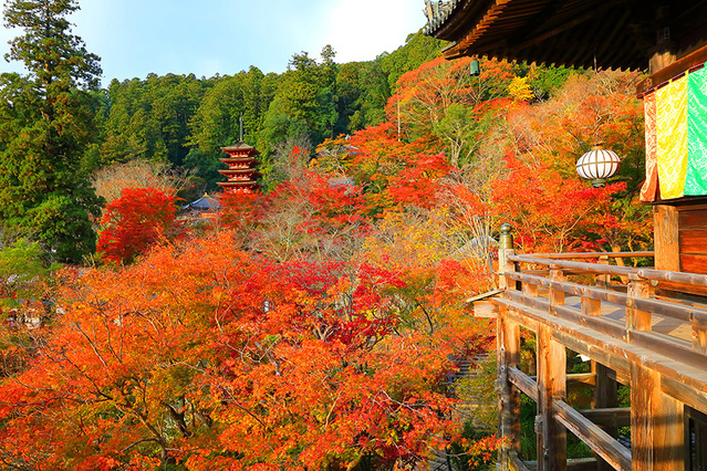 長谷寺の紅葉