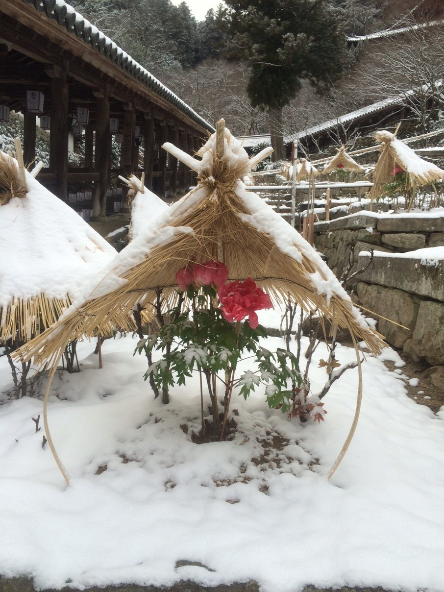 雪の中の寒牡丹