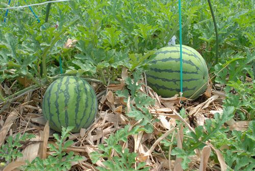 スイカGet間近か今日は待て！！