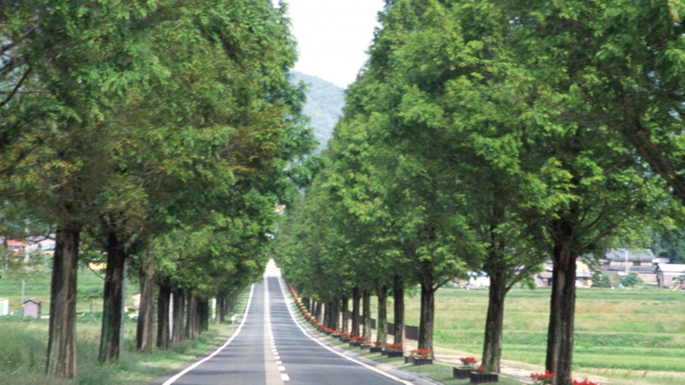 *新・日本街路樹百景『メタセコイア並木道』