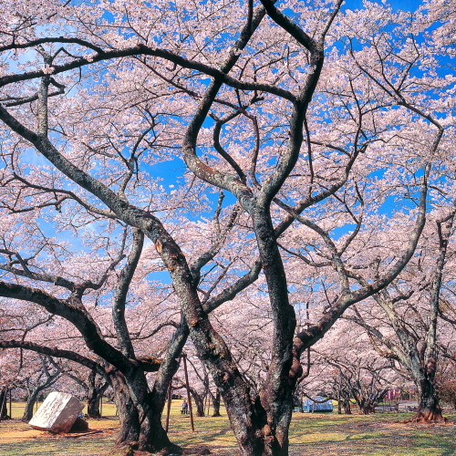 榴岡公園桜