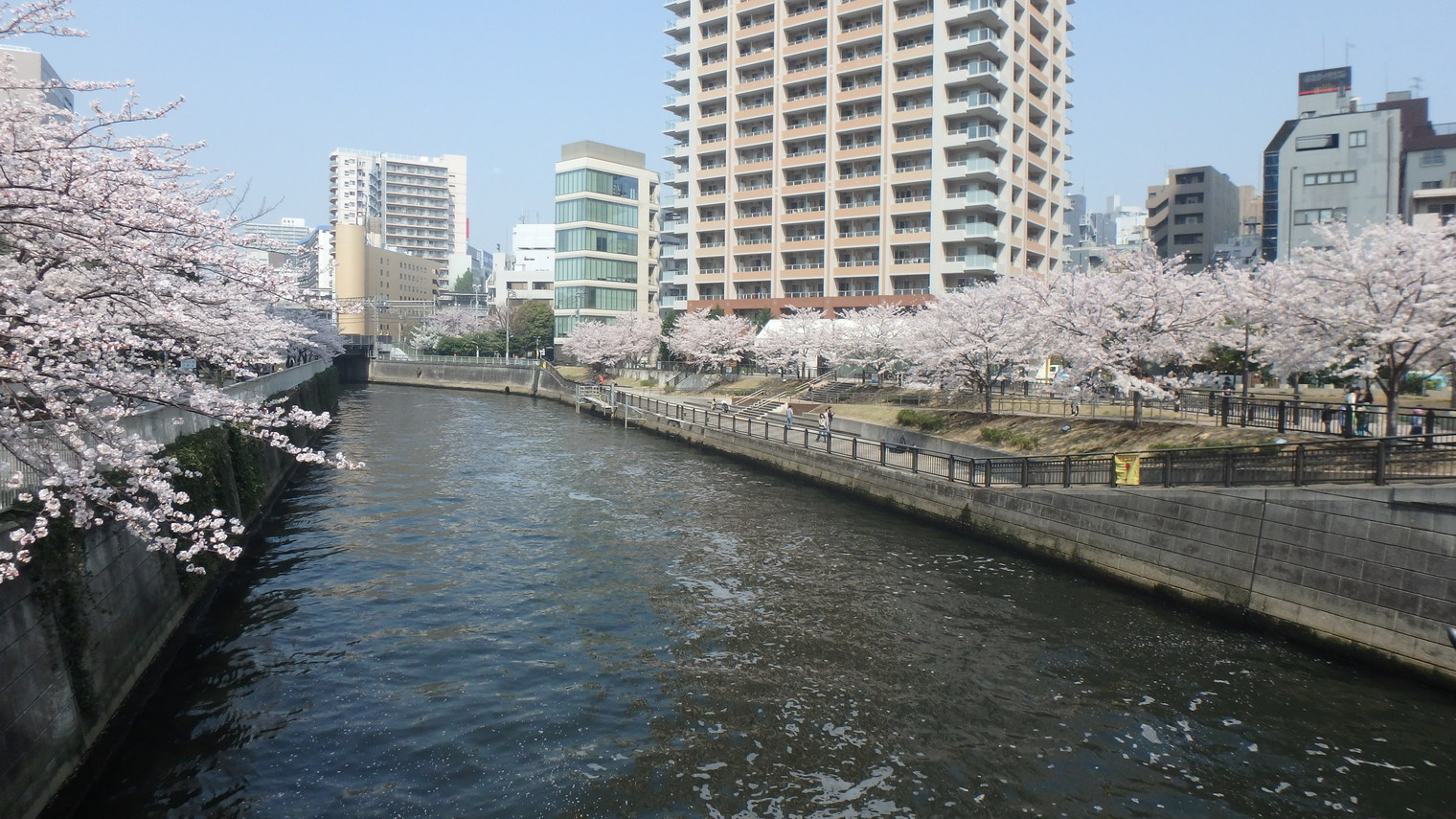 目黒川桜風景