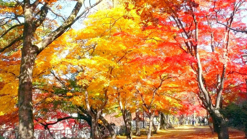 盛岡城跡公園／当ホテルからお車で約6分（1km）