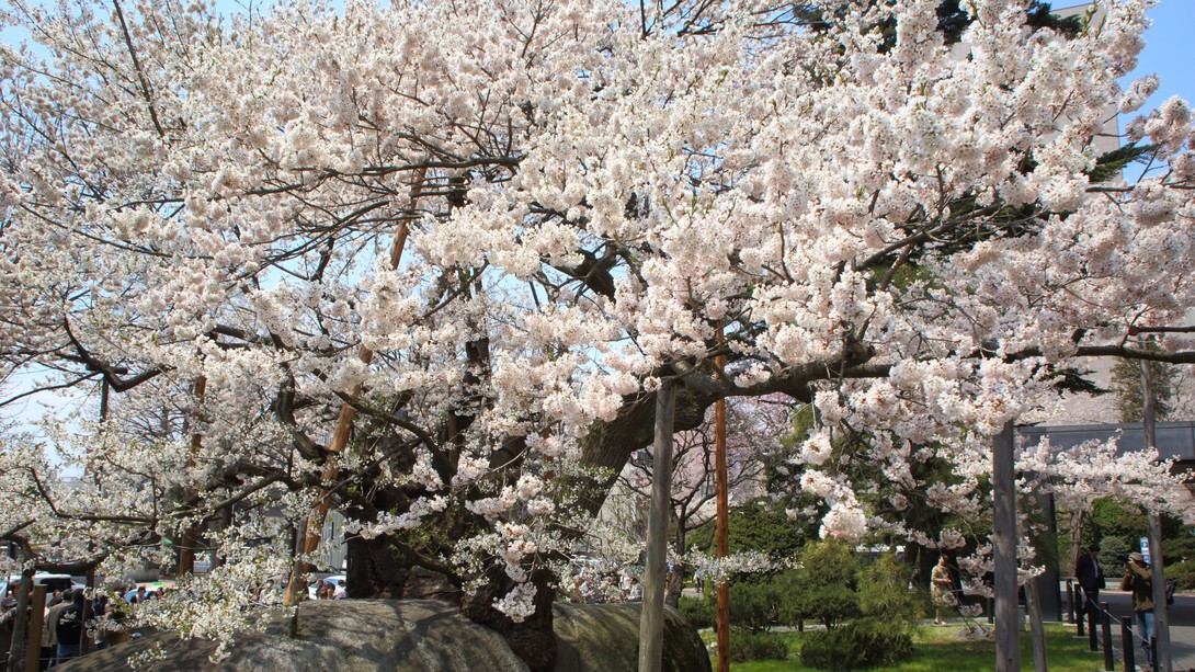 石割桜／当ホテルからお車で約5分（1km）