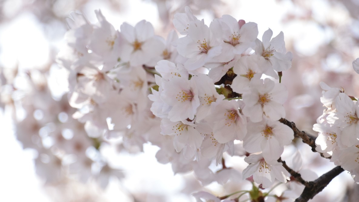 今年も綺麗な桜が咲きました。