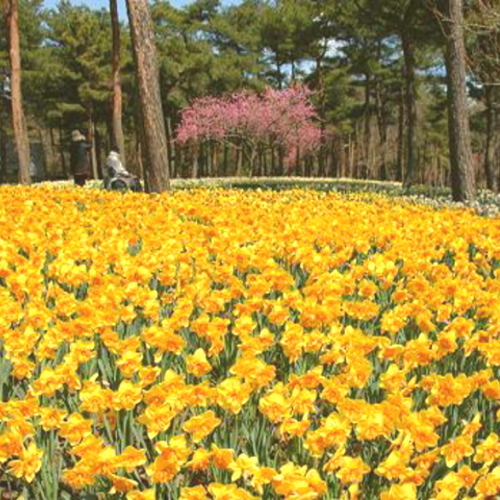 ひたちなか市海浜公園水仙