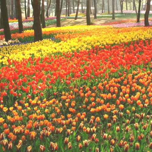 ひたちなか市海浜公園チューリップ