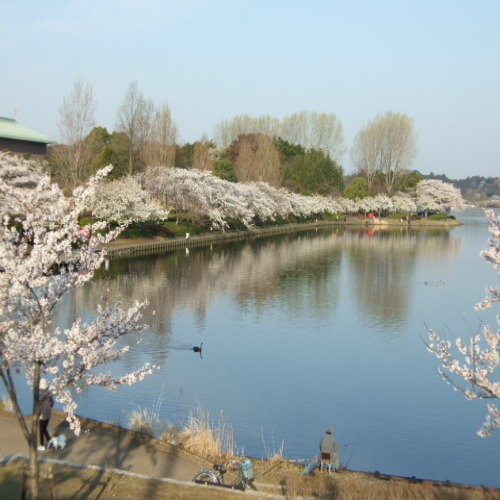 水戸市千波湖 桜