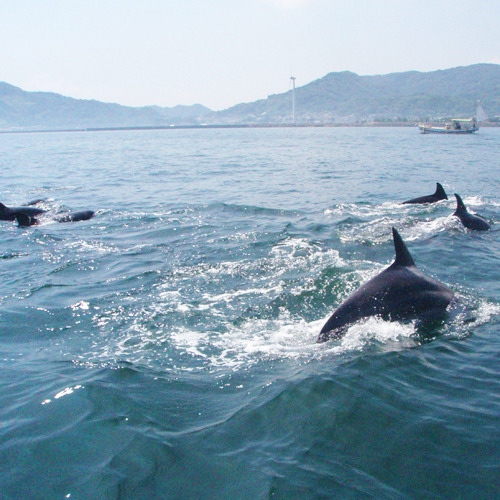 【イルカウォッチング】漁船に乗ってイルカの住む海へ。港まで車で30分