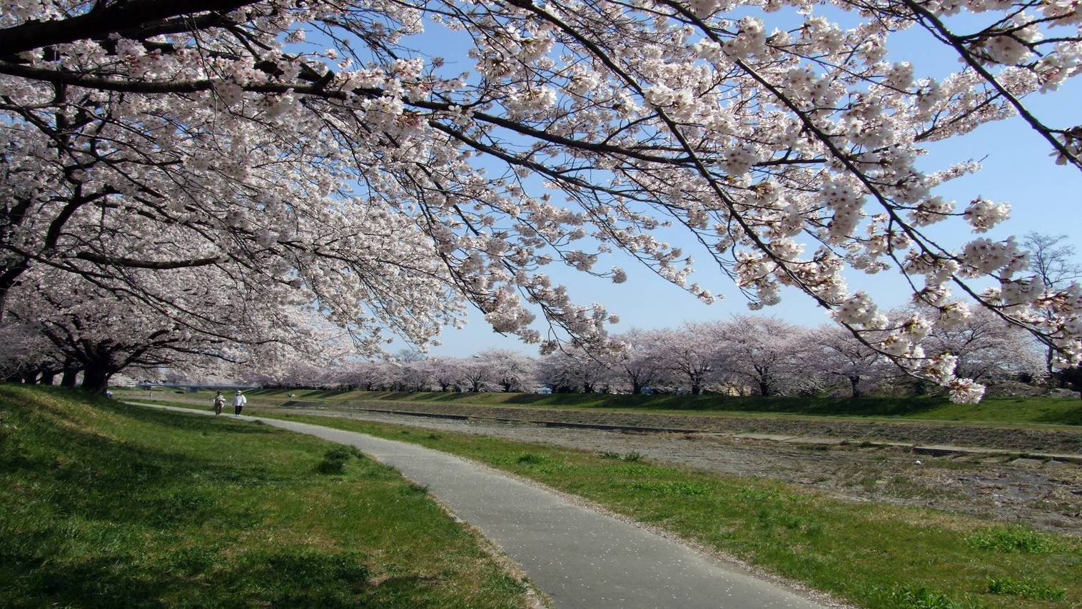 *桜の季節