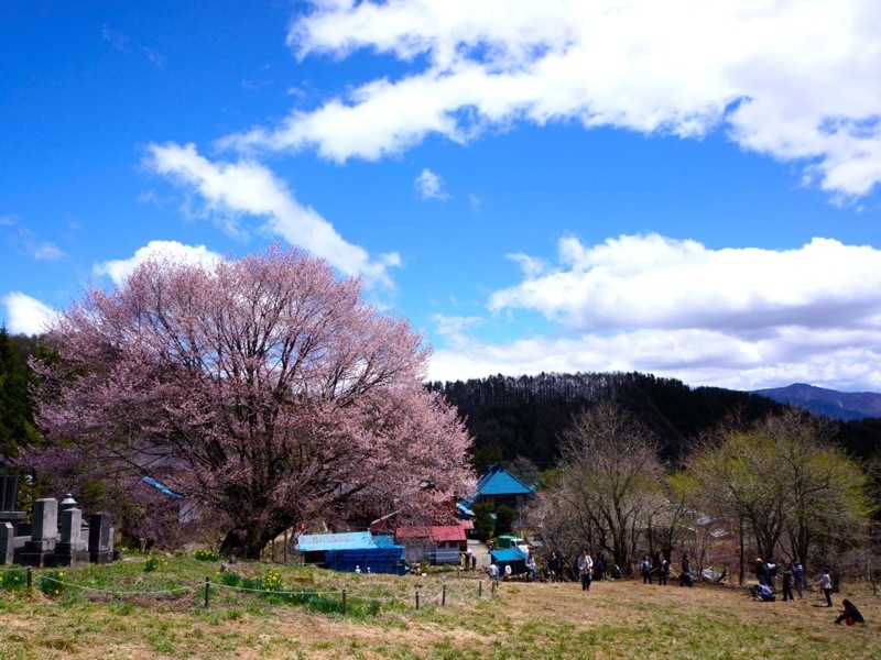 車で25分のところにある「天王桜」