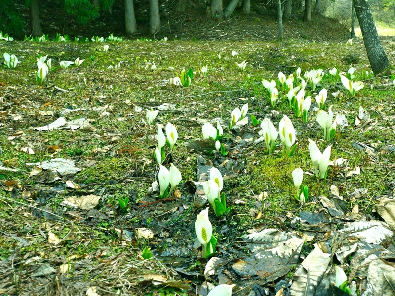 ロッヂエリア内に咲く水芭蕉