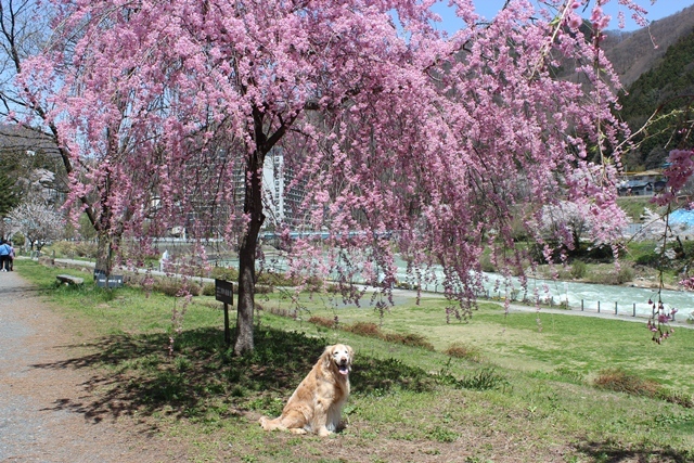 ワンコと桜