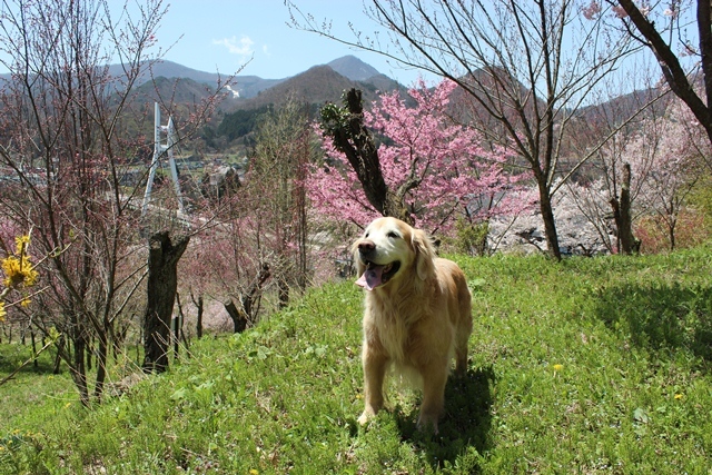 ワンコと桜