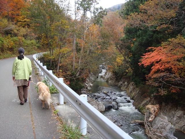 照葉峡の紅葉