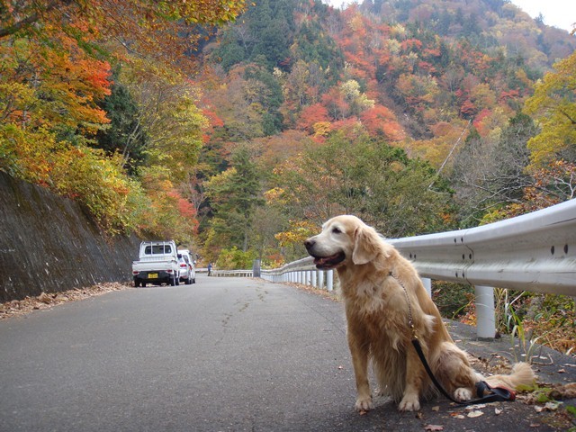 照葉峡の紅葉