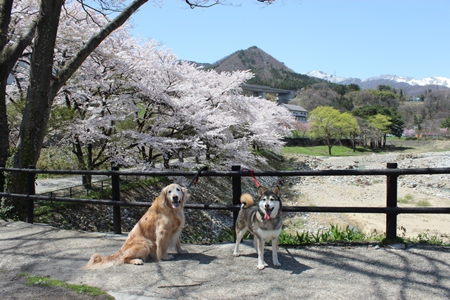 ワンコと桜