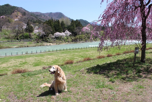 ワンコと桜