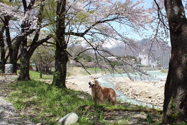 ワンコと桜