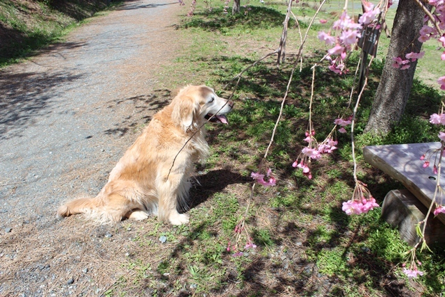 ワンコと桜