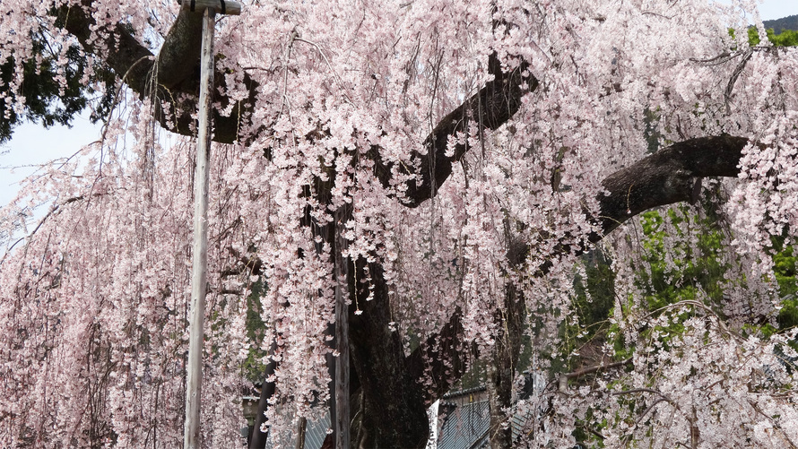 身延の樹齢400年のしだれ桜（仏殿前）