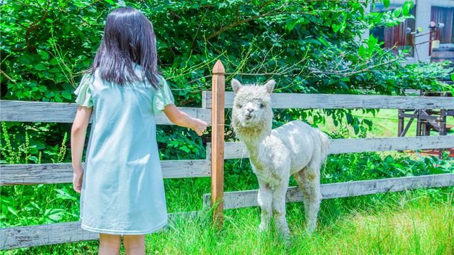 【夏イベント・アルパカランド】かわいいアルパカに家族でふれあおう♪