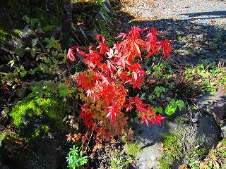 紅葉