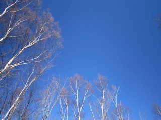 冬景色