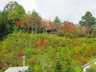 紅葉