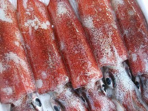 とれたて活真イカ