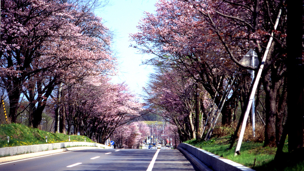 例年5月中旬に見頃を迎える登別の桜並木