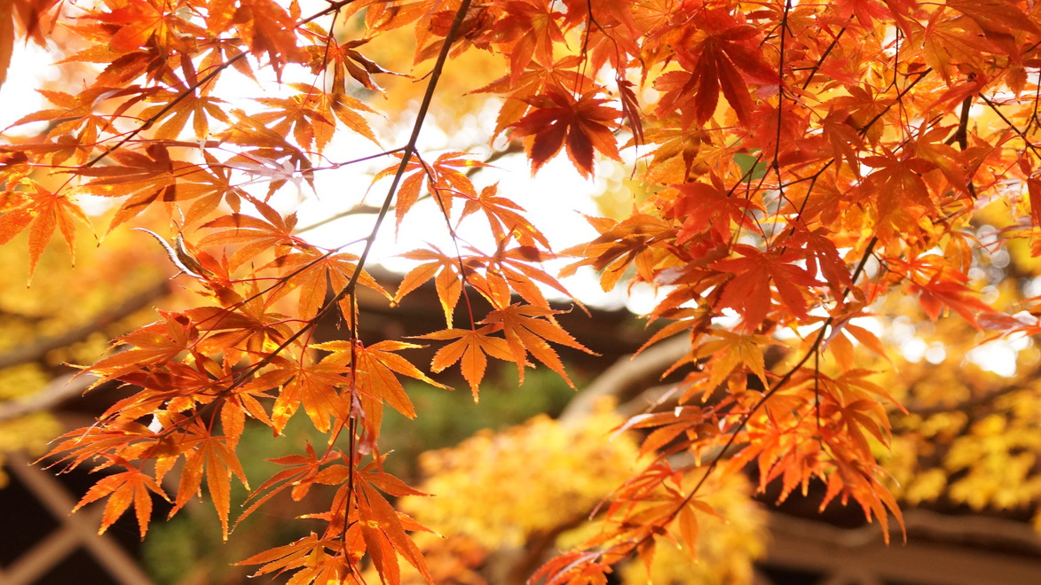 【庭園】美しい紅葉をこ？覧いたた？けます