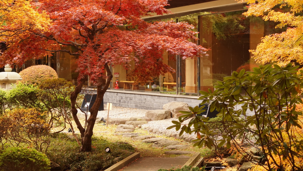 日本庭園秋