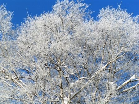 雪の白樺