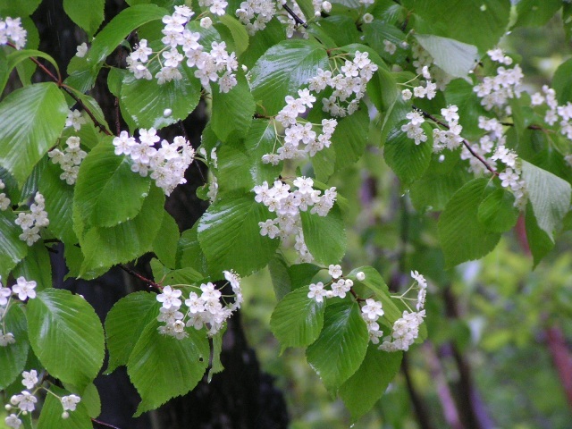 庭のさるなしの花が咲いた６月